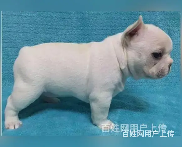 池州宠物店卖法斗的在哪哪里有卖的图片