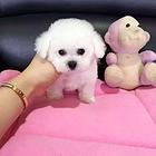 通化【*推荐】泰迪犬舍‖泰迪养殖场