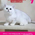 兰考县 宠物托运（猫狗柴犬）邮寄快递2022（宠物活体运输)