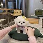 本地推荐精品纯种健康比熊犬纯种健康可签协议