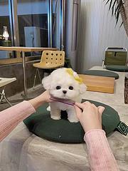 本地推荐精品纯种健康比熊犬纯种健康可签协议
