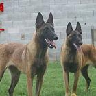 揭阳马犬多少钱一只纯种马犬幼犬价格 哪里有卖马犬的