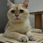 猫咪听话