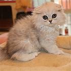 白山纯种金吉拉猫舍 正规猫舍家庭式繁育