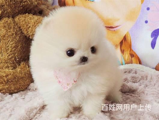 纯种球体博美犬 赛级博美犬什么价格