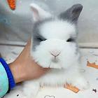 猫猫兔崽崽