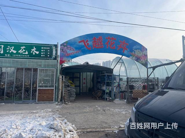 于洪花卉市场旺地花卉出兑的图片