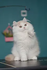 乳白高地小妹妹找新家