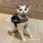 湖北宜昌花色德文幼崽价格