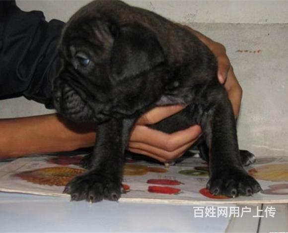 九江【卡斯罗犬舍】地址 卡斯罗一般价位的图片