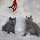 陕西渭南纯种蓝猫幼崽优惠出售