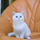 江西抚州英短银渐层包邮出售
