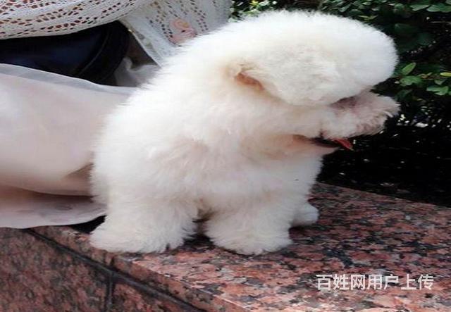 枣庄比熊宠物狗狗能长多大比熊图片 纯种比熊犬