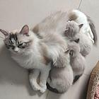 自家养布偶猫