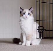 楚雄本地哪里卖布偶猫，布偶猫多少钱一只！