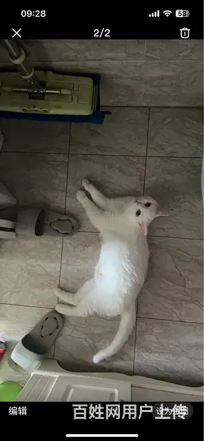 免费领养的图片