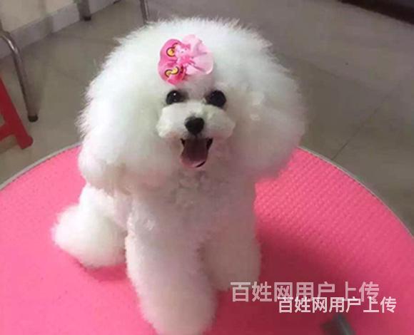 吐鲁番正规泰迪犬舍泰迪一般多少钱的图片