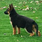 白山哪里可以买到精品德牧犬 德牧连锁店