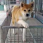 唐山哪有繁殖秋田犬幼犬的，秋田犬幼犬多少钱一只