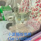 小蓝猫半岁