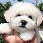 安庆纯种比熊价位 知名比熊犬舍