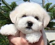 安庆纯种比熊价位 知名比熊犬舍
