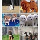 池州离我 近的狗狗繁殖基地的地址