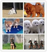 周口哪家养狗厂的比较好