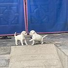 拉布拉多幼犬