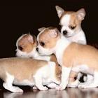 抚州【*推荐】吉娃娃犬舍‖吉娃娃养殖场