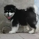 巨型阿拉斯加犬质保三年包退换 低价出售 签署协议