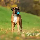 【货到付款】黄石拳师多少钱 拳师有多重