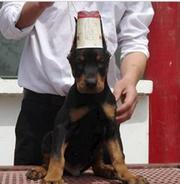 白山【杜宾犬舍】地址 杜宾一般价位