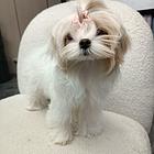 马尔济斯 西施幼犬