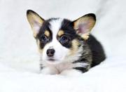 唐山柯基怎么卖 纯种柯基犬 柯基犬价格 柯基犬幼犬