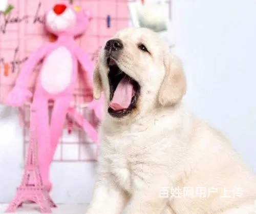 出售拉布拉多幼犬 黄色黑色咖啡色宝宝出售的图片