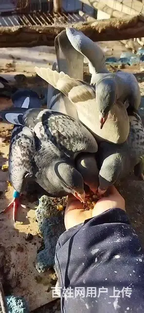 卖鸽子的图片