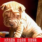 绵阳【十年老店】常年繁殖优质血统沙皮幼犬