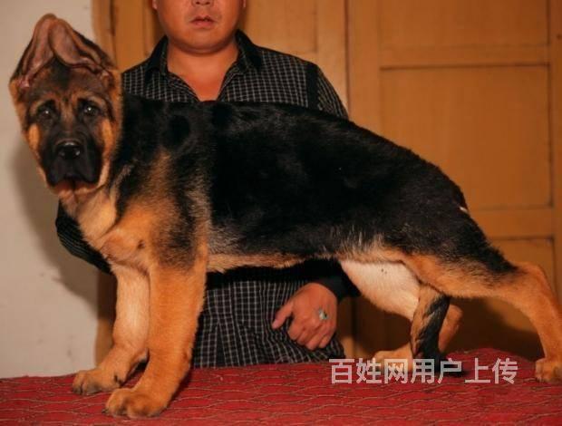 北京犬舍专业繁殖德国牧羊犬_德国牧羊犬多少钱一只