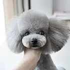 曲靖泰迪繁殖场 泰迪犬舍联系方式