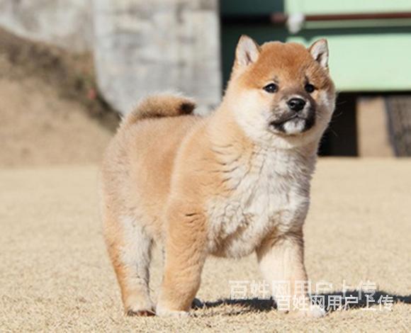 中卫【柴犬犬舍】地址柴犬一般价位的图片