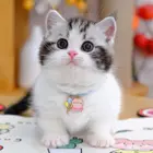 哪里有曼基康矮脚猫卖 多少钱一只 矮脚猫好养吗