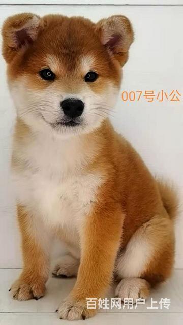 吐鲁番《沈阳彩虹庄》柴犬，豆柴基地的图片