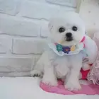 赛级比熊 比熊犬法国卷毛比熊 欢迎来犬舍挑选