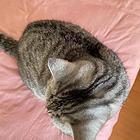 出售英国短毛猫