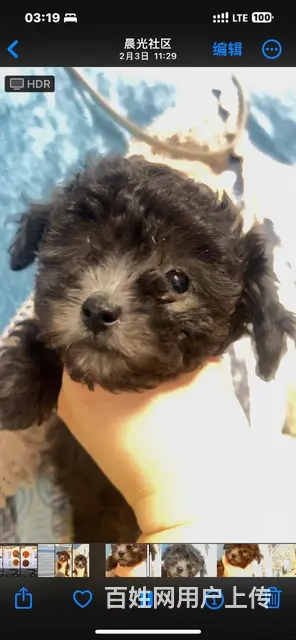 灰泰迪幼犬低价出售的图片