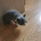 蓝白小猫咪