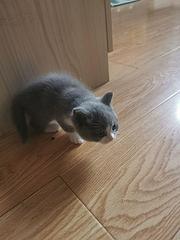 蓝白小猫咪