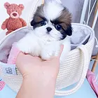 山西多少钱可以买到茶杯体西施犬  纯种西施犬价格