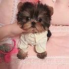 商丘哪里出售纯种约克夏犬？约克夏多少钱约克夏图片